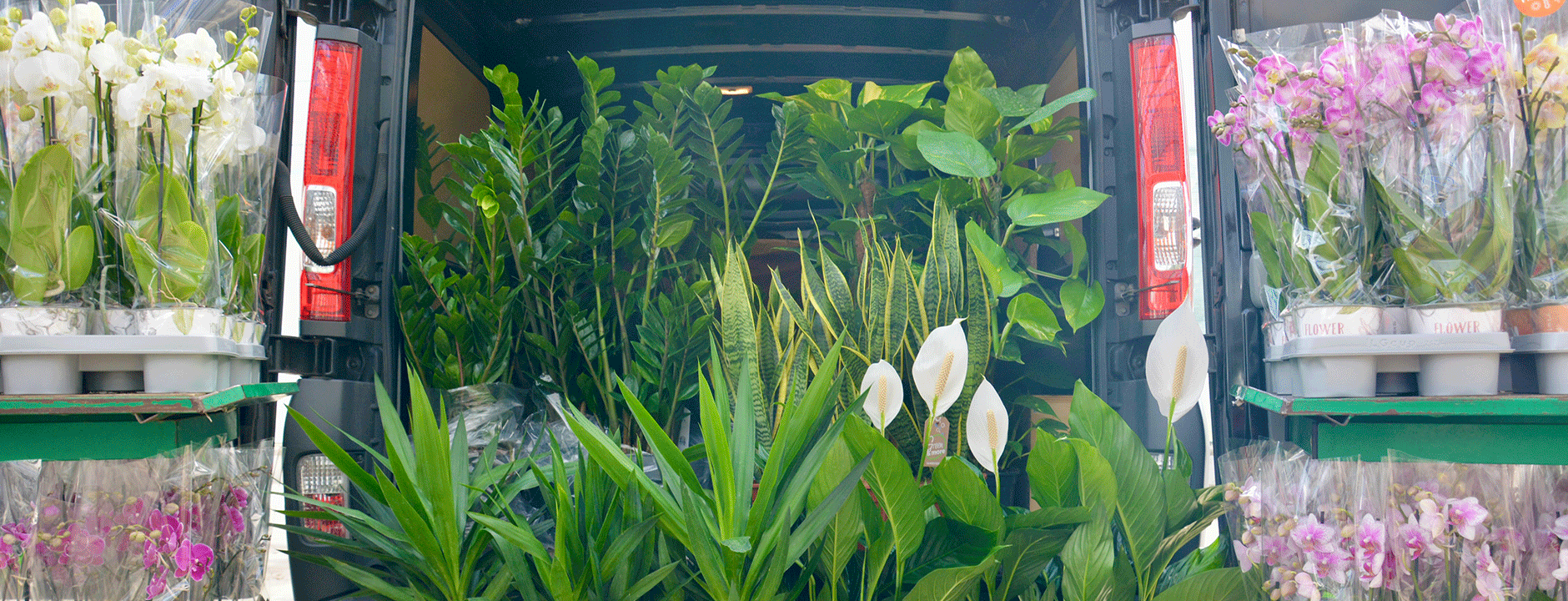 Pflanzen online kaufen, Orchideen und grün Pflanzen.