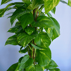 Acheter Epipremnum Munich–Livraison de plantes Munich