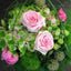 Blumenlieferservice München rosa Blumen – Frische Sträuße