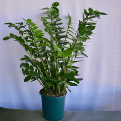Glücksfeder - Zamioculcas-zamiifolia im Pflanztopf, ideal für Innenräume. Jetzt Pflanzen online kaufen und in München liefern lassen.