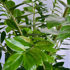 Detailaufnahme der Glücksfeder - Zamioculcas-zamiifolia mit glänzenden, dunkelgrünen Blättern. Perfekt für Pflanzenversand und Onlinekauf.