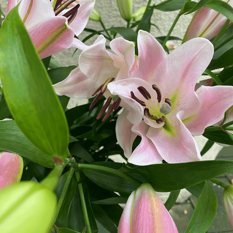 Rosa Stargazer Lilien mit offenen Blüten und Knospen, frisch geschnitten in München kaufen und liefern lassen. Ideal als Geschenk oder Dekoration.