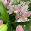 Rosa Stargazer Lilien mit offenen BlĂĽten und Knospen, frisch geschnitten in MĂĽnchen kaufen und liefern lassen. Ideal als Geschenk oder Dekoration.