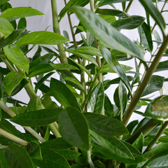 Nahaufnahme der dichten Blattstruktur der Glücksfeder - Zamioculcas-zamiifolia. Beliebte Zimmerpflanze im Bereich Home & Garden.