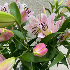 Rosa Stargazer-Lilien mit geöffneten Blüten und Knospen, frisch geschnitten – stilvoll online bestellen und verschicken.
