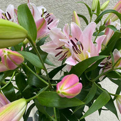 Detailaufnahme rosa Stargazer Lilien mit geschlossenen und offenen Blüten, jetzt in München kaufen und verschicken. Frisch und hochwertig arrangiert.