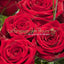 Rote Rosen verschicken, Ihren Rosenstrauss liefern lassen – frische, samtrote Rosen in voller Blüte, ideal als Geschenk für besondere Anlässe. Perfekt für Blumenversand in München.