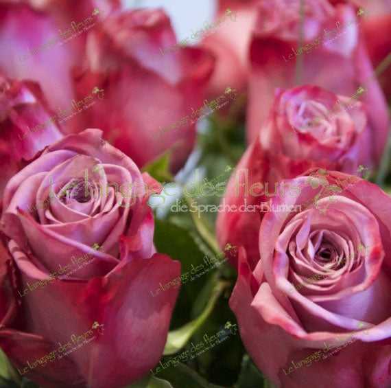 Stilvolle lila Rosen verschenken, frische Sträuße