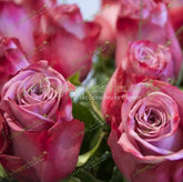 Stilvolle lila Rosen verschenken, frische Sträuße