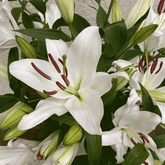 Detailaufnahme einer weißen Casablanca-Lilie mit geöffneter Blüte und frischen Knospen – Lilien bestellen und verschicken München.