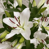 weisse Casablanca - Lilien bestellen und verschicken München