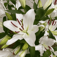 Detailaufnahme einer weißen Casablanca-Lilie mit geöffneter Blüte und frischen Knospen – Lilien bestellen und verschicken München.