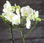 Weiße Orchidee Pflanzenversand Online – München