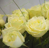 Weisse Rosen Online bestellen – Frische Sträuße