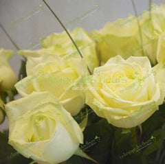 Weisse Rosen Online bestellen – Frische Sträuße