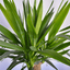 Yucca Palme – Klare Form und moderne Ausstrahlung 🌴