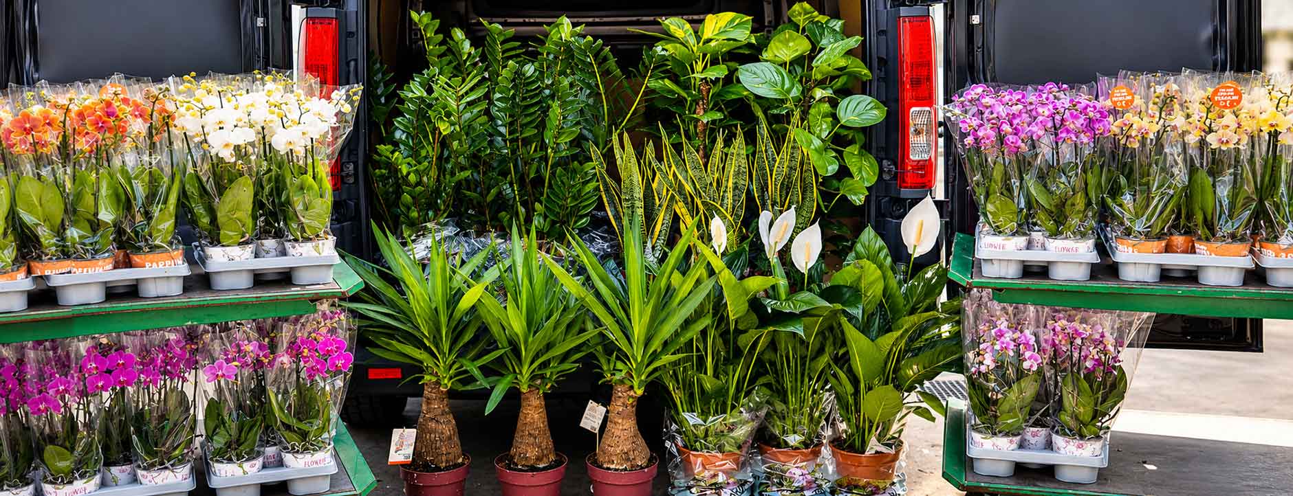 Pflanzen online kaufen – Frische für dein Zuhause 🌿