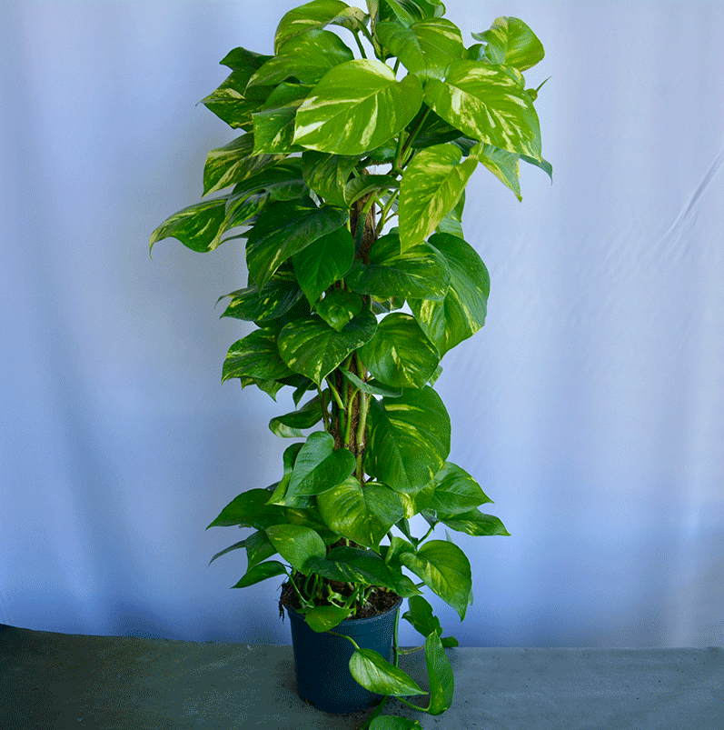 le pothos Pothos Plant Munich πΏ Natural Indoor Plant Delivery