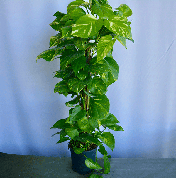 Efeutute (Epipremnum) – Natürliche Leichtigkeit für moderne Räume 🌿
