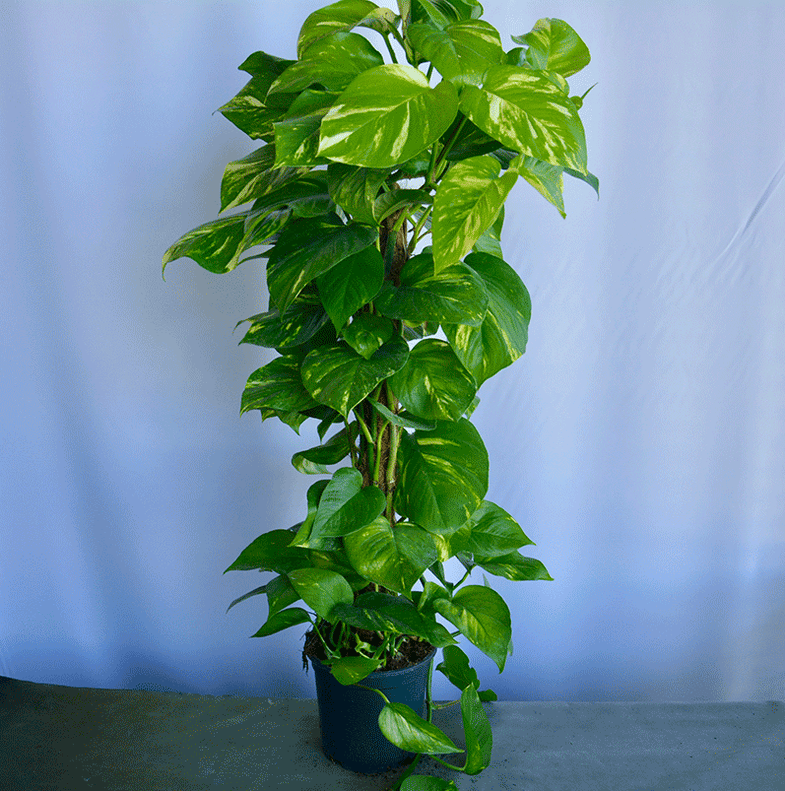 fittonia aquarium plant Fittonia Albivenis Skeleton main image 1