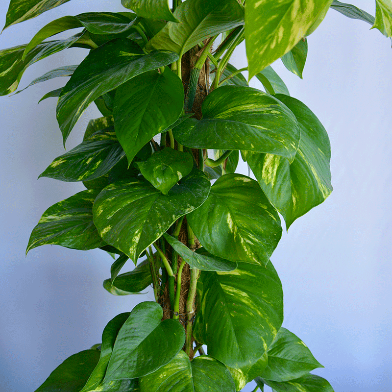 pothos pflanze kaufen Pothos Plant Munich πΏ Natural Indoor Plant Delivery