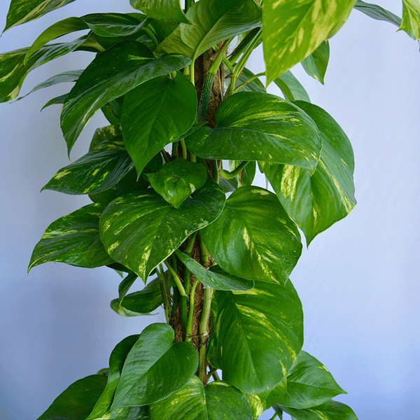 Efeutute (Epipremnum) – Natürliche Leichtigkeit für moderne Räume 🌿