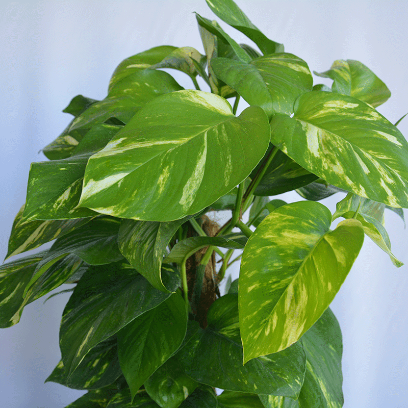 pothos delivery Pothos Plant Munich πΏ Natural Indoor Plant Delivery