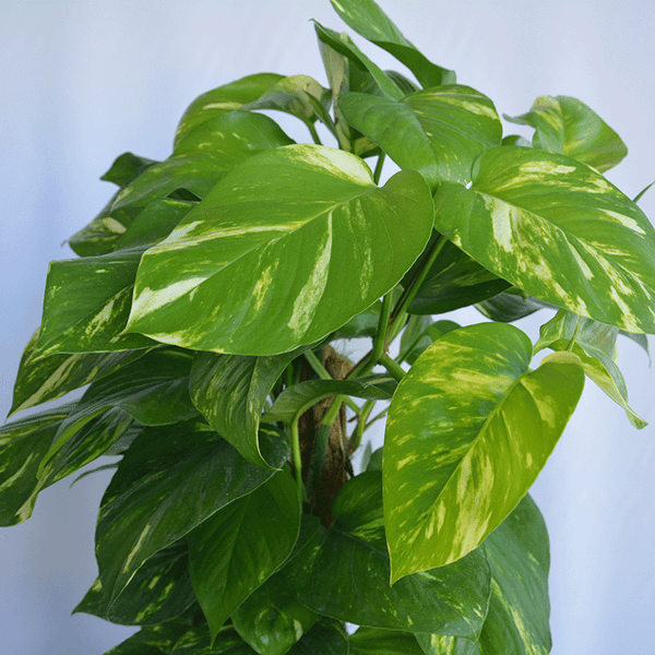 Efeutute (Epipremnum) – Natürliche Leichtigkeit für moderne Räume 🌿