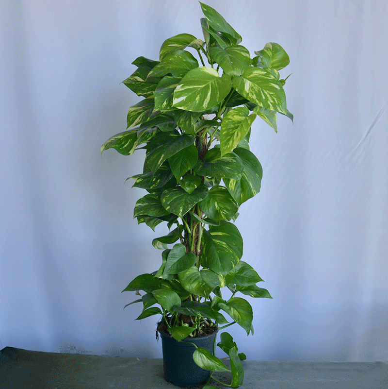 Efeutute (Epipremnum) – Natürliche Leichtigkeit für moderne Räume 🌿