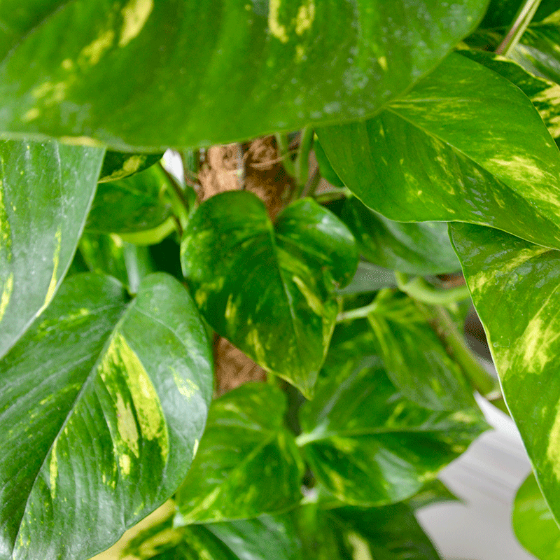 Efeutute (Epipremnum) – Natürliche Leichtigkeit für moderne Räume 🌿