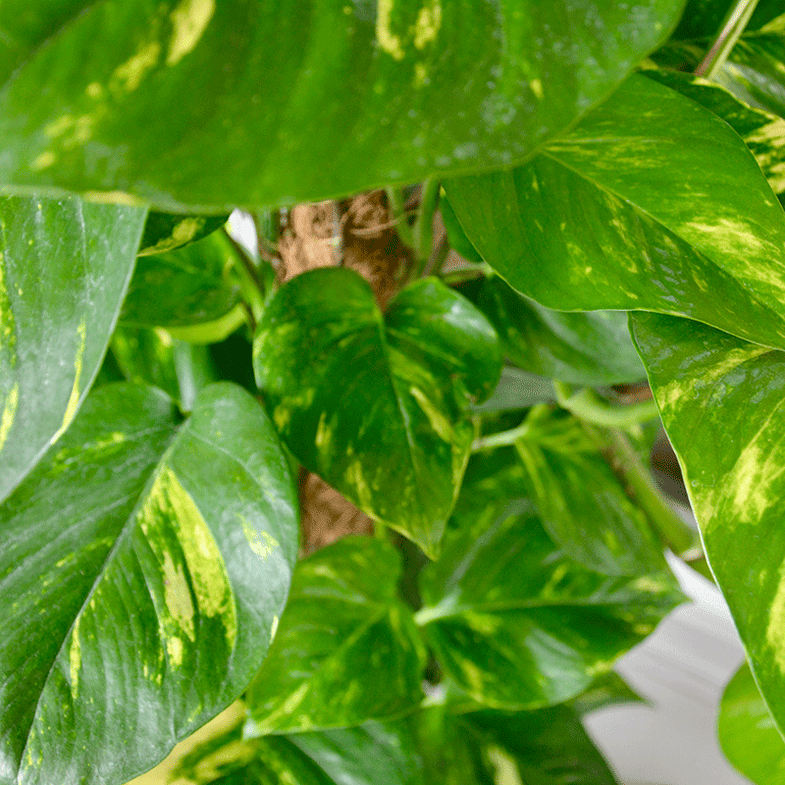 Plant Delivery Munich  Indoor Plants & Orchids Delivered