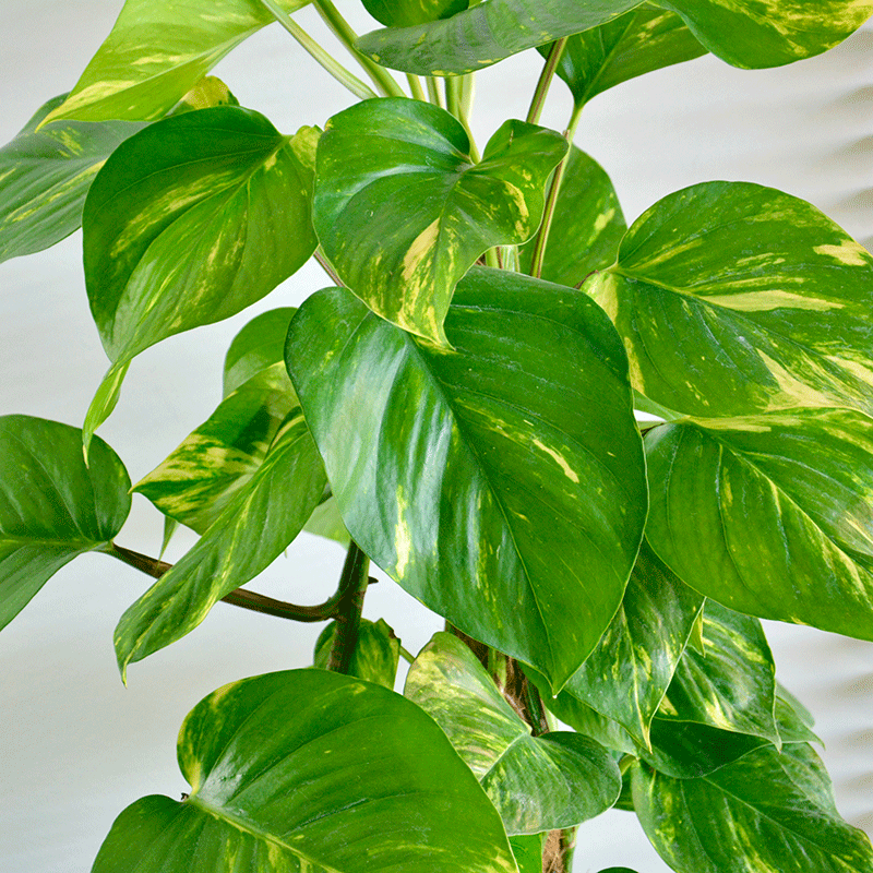 Efeutute (Epipremnum) – Natürliche Leichtigkeit für moderne Räume 🌿
