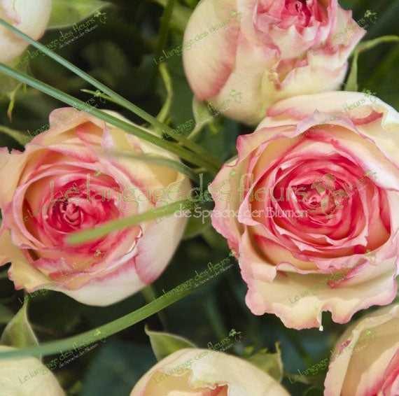 Esperanza Rosen – Besondere Rosensorte mit Charakter 🌸 Zweitbild