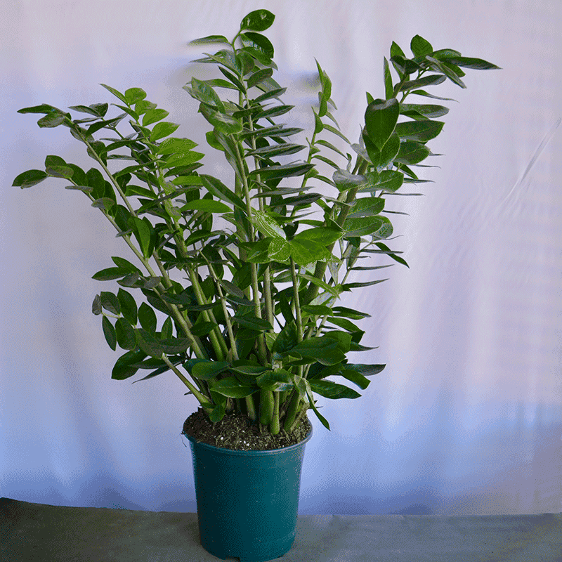 Glücksfeder 🌱 Zamioculcas moderne Zimmerpflanze München