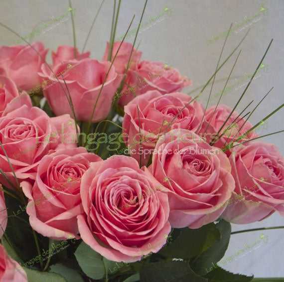 Hellrosa Rosenstrauß München – Frisch & Elegant