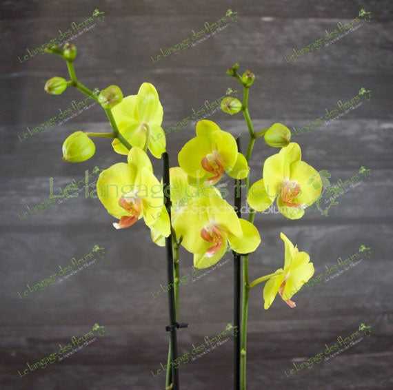 Gelbe Orchideen verschicken, viel Wärme und Eleganz – stilvolle Phalaenopsis mit leuchtenden Blüten, ideal als Geschenk in München lieferbar. Hauptbild