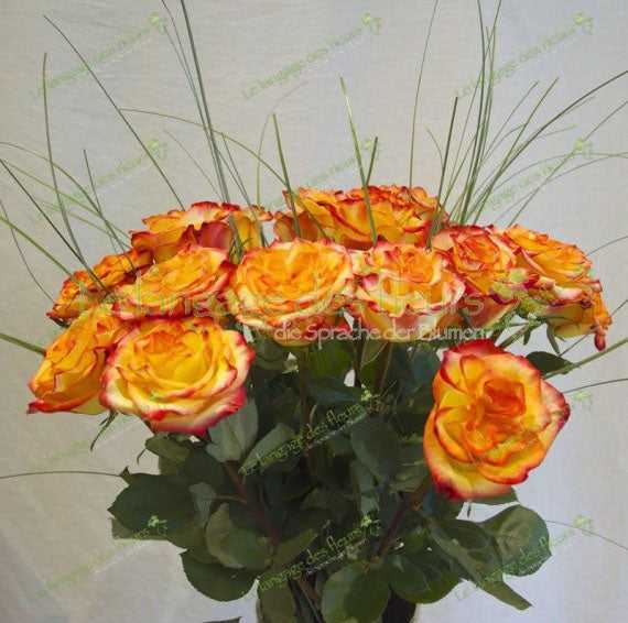 Orange Rosen – Energie und Wärme verschenken 🧡 Zweitbild