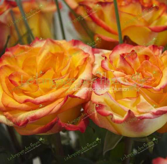 orange Rosenstrauß München – Frische Blumenlieferung Hauptbild
