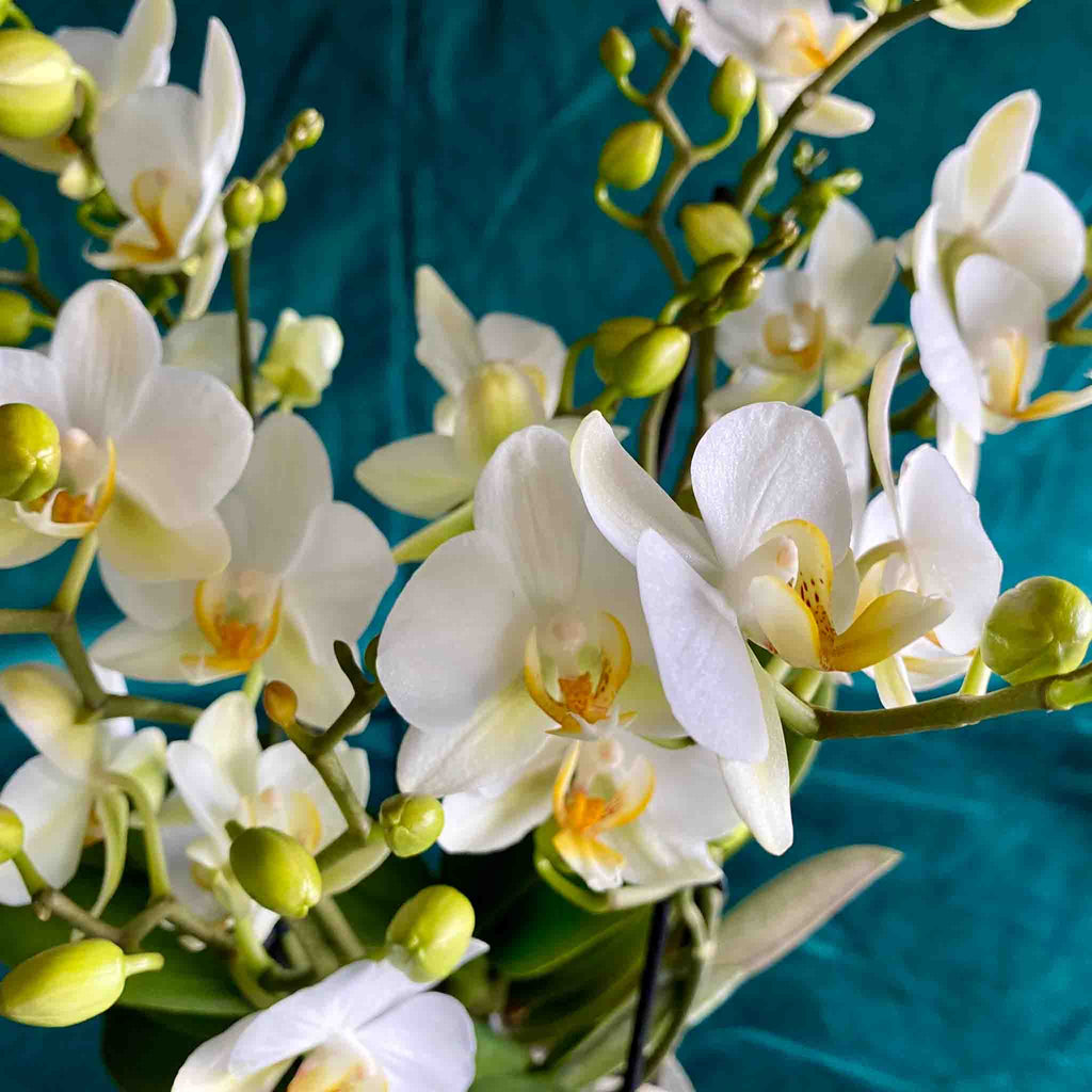 Weiße Orchidee mit eleganten Blüten und zarten Knospen – Detailaufnahme einer Phalaenopsis in München