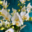 Weiße Orchidee mit eleganten Blüten und zarten Knospen – Detailaufnahme einer Phalaenopsis in München
