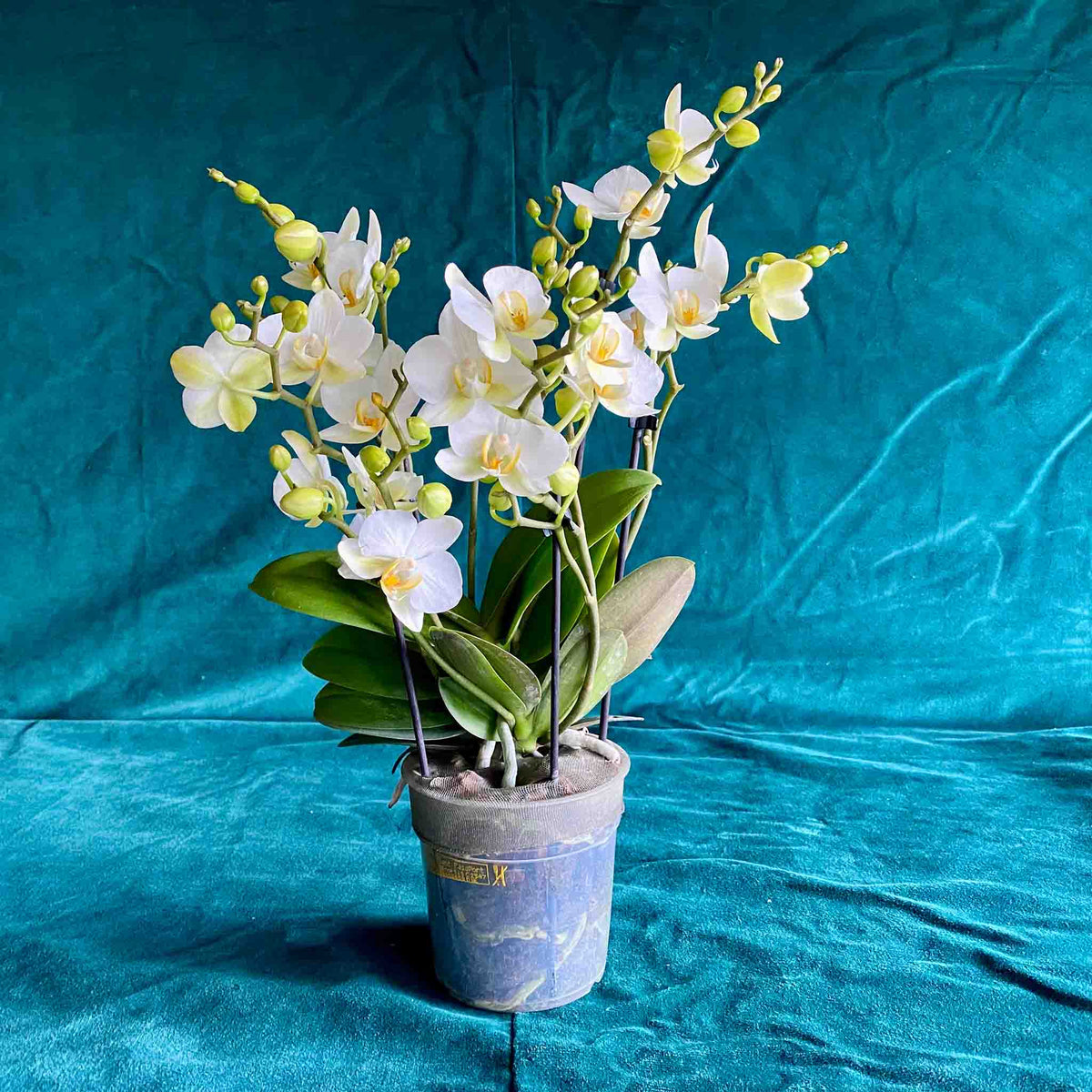 Weiße Phalaenopsis-Orchidee Petit mit mehreren Blütentrieben im Pflanztopf – Orchideen in München bestellen