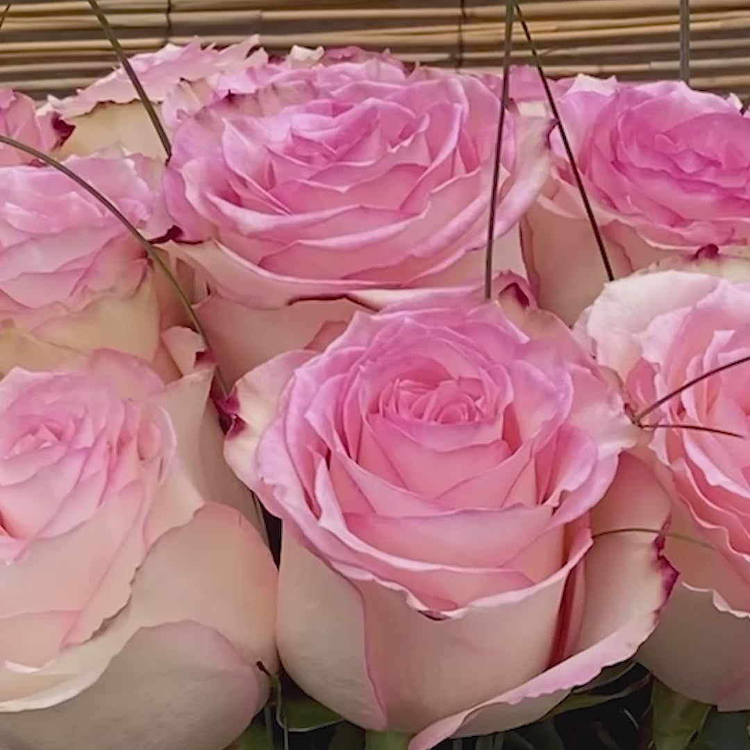 Esperanza Rosen – Besondere Rosensorte mit Charakter 🌸 Hauptbild
