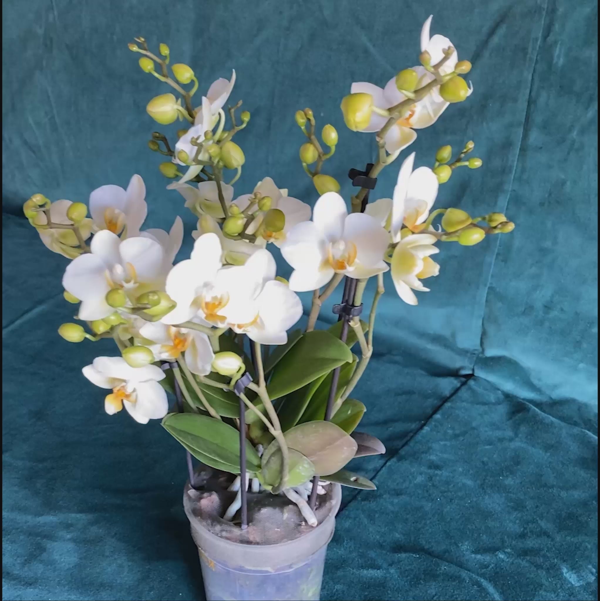 White Phalaenopsis orchid Petit with elegant blooms – beautiful orchid plant available for delivery in Munich