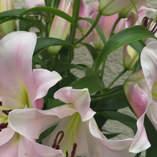 Rosa Stargazer Lilien – Ausdrucksstark und unverwechselbar 🌸