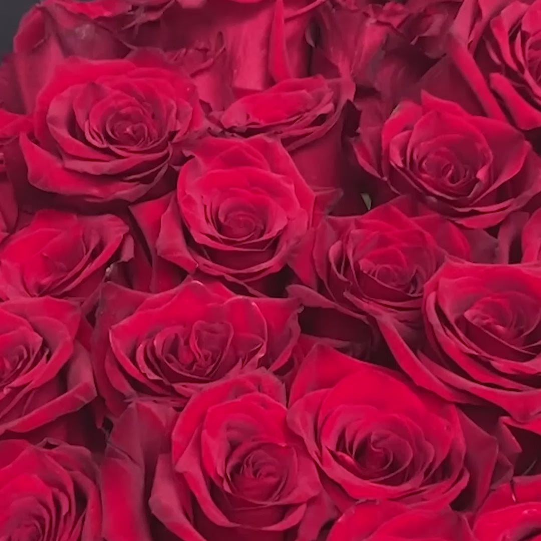 Rote Rosen – Der klassische Ausdruck großer Gefühle 🌹
