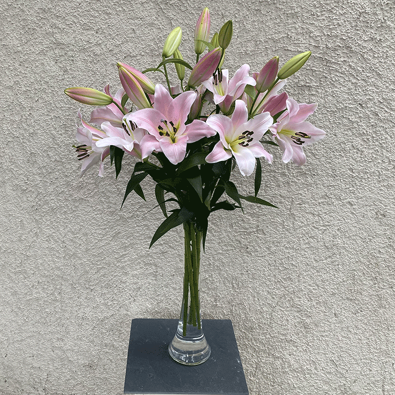 rosa Stargazer - Lilien bestellen – stilvoll im Online Versand: Frische rosa Lilien in voller Blüte in eleganter Glasvase vor neutralem Hintergrund. Ideal als Geschenk oder Dekoration, jetzt online kaufen und verschicken.