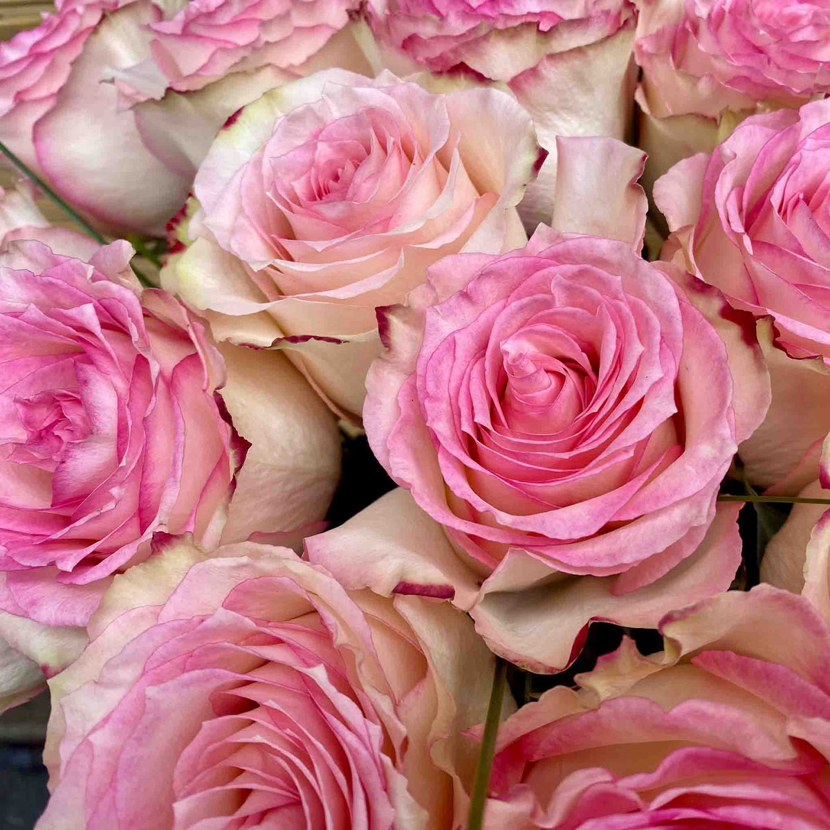 Nahaufnahme rosafarbener Esperanza Rosen mit cremefarbenen Blütenrändern Main image