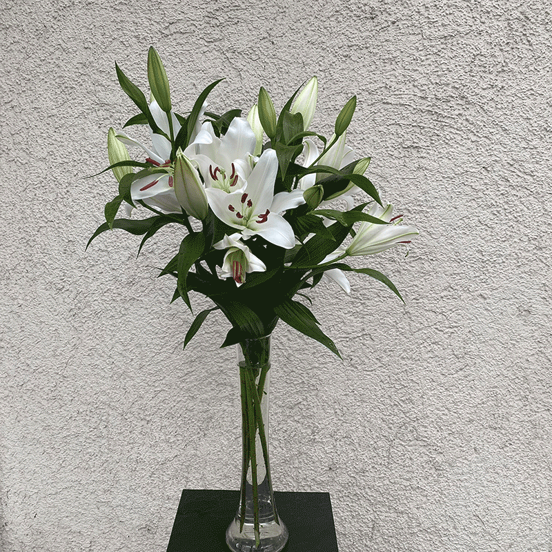 weisse Casablanca - Lilien bestellen und verschicken München