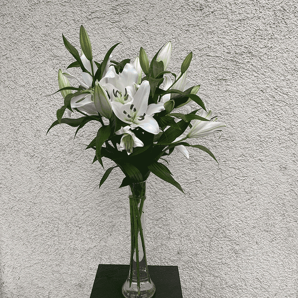 Eleganter Blumenstrauß mit weißen Casablanca-Lilien in hoher Glasvase – jetzt Lilien online bestellen und verschicken in München.