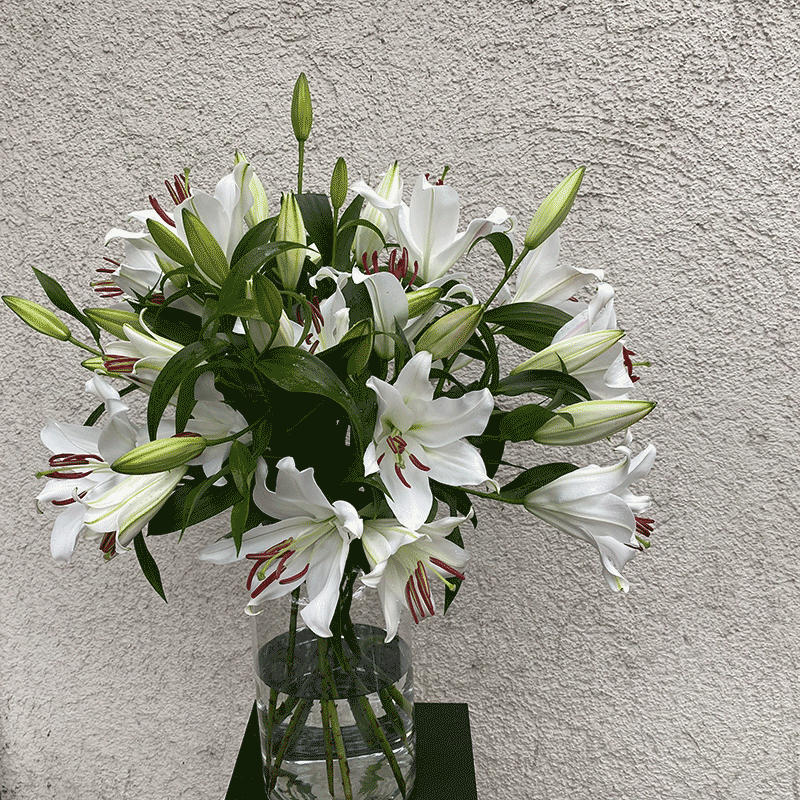 weisse Casablanca - Lilien bestellen und verschicken München